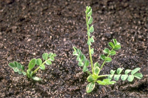 Ornithopus perpusillus