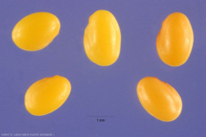 Trifolium angustifolium