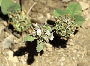 Trifolium glomeratum