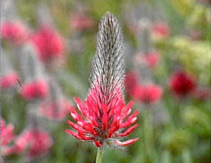 Trifolium purpureum