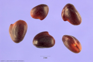 Trifolium_subterraneum1