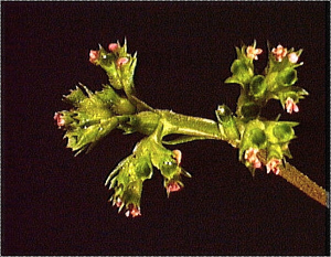 Valerianella eriocarpa