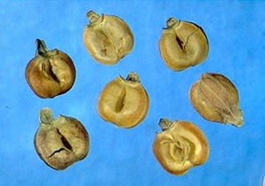 Valerianella eriocarpa