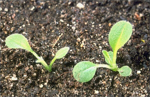 Myosotis ramosissima