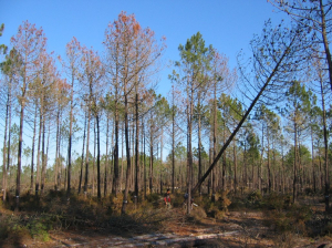 koutroumpa1_nématode