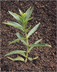 Epilobium angustifolium