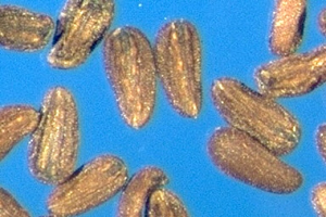 Epilobium parviflorum