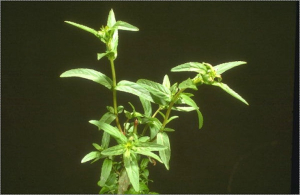 Epilobium parviflorum