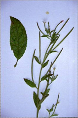 Epilobium roseum