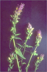 Melampyrum arvense