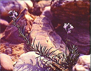Linaria arvensis
