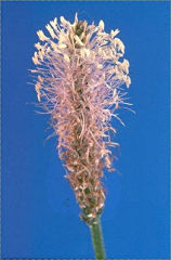 Plantago media