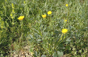Ranunculus bulbosus