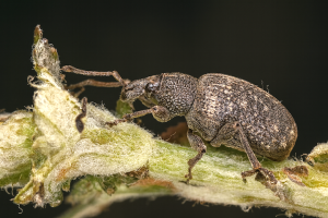 Otiorhynchus sulcatus