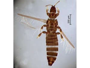 Limothrips denticornis