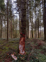 armillaire sapin bourgoin