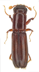 Treptoplatypus oxyurus femelle