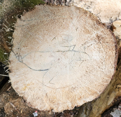 Treptoplatypus oxyurus - galeries
