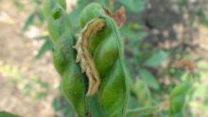 Helicoverpa armigera 1