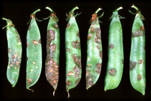 Pseudomonas syringae pv. pisi 1