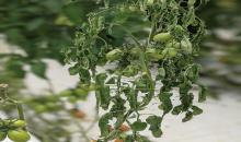 Ralstonia solanacearum 1