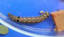 Spodoptera littoralis 1