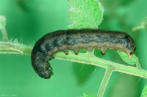 Spodoptera littoralis  3