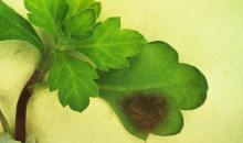 Spodoptera littoralis  5