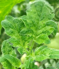 Tomato brown rugose fruit virus 3