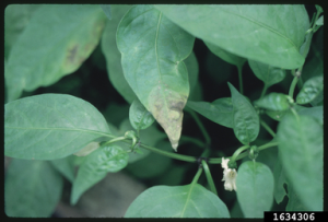 Tomato ringspot virus 1