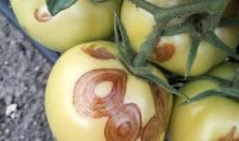 Tomato spotted wilt virus 1