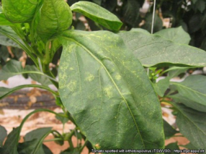 Tomato spotted wilt virus 5