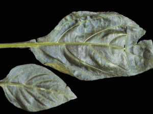 Tomato spotted wilt virus  6