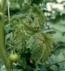 Tomato spotted wilt virus 8