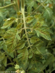 Tomato spotted wilt virus 9