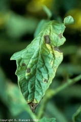 Sur certaines de ces taches brunes, on distingues quelques discrets motifs concentriques. <i><b>Alternaria tomatophila</b></i> (alternariose, early blight)