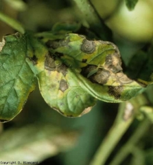 Foliole âgée recouverte de taches brunes, arrondies, à l'origine de son jaunissement. <i><b>Alternaria tomatophila</b></i> (alternariose, early blight)