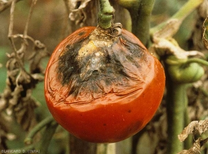 alternaria_tomate_DB_247