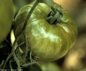 botrytis_tomate_DB_103