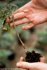 Altération marron clair à beige, brune en périphérie sur jeune plant (s'étant développée à partir des cotylédons). <b><i>Botrytis cinerea</i></b> (moisissure grise, grey mold)