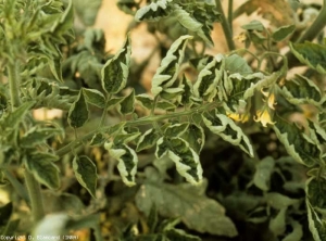 Folioles plus ou moins incurvées. <b>Virus des feuilles jaunes en cuillère</b> (<i>Tomato yellow leaf curl virus</i>, TYLCV)