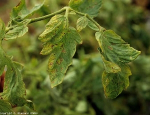 Nécroses brunes diffuses couvrant l'ensemble des folioles, accompagnées de jaunissement. <b>Virus Y de la pomme de terre</b> (<i>Potato virus Y</i>, PVY). Souche nécrogène.