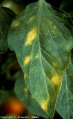 Quelque taches jaune vif, parfois angulaires, parsèment cette foliole. <b><i>Leveillula taurica</i></b> (oïdium interne, powdery mildew)