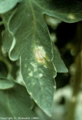 <b><i>Leveillula taurica</i></b> (oïdium interne, powdery mildew) fructifie exceptionnellement à la face supérieure des folioles de tomate lorsque les conditions climatiques lui sont très favorables.