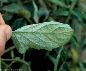 De nombreuses et minuscules taches chlorotiques couvrent le limbe de cette foliole  de tomate observée à la face inférieure. Dégâts d'<b>acariens</b>