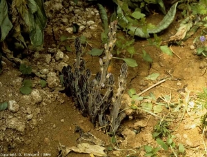 orobanche_tomate_DB_304_516