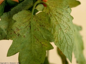 Les lésions nécrotiques, petites et reliées parfois aux nervures du limbe, présentent une teinte plutôt métallique. <b>Phytotoxicités diverses</b>