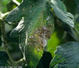 Sur cette foliole, plusieurs champignons à l'origine de la <b>fumagine</b> (sooty mold) sont en train de former des colonies sur la quasi-totalité du limbe. De nombreuses colonies sont encore claires, certaines ont pris une teinte brun olivâtre.