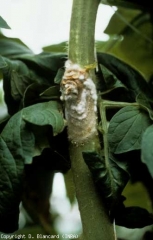 Altérations beiges, recouvertes partiellement d'un feutrage laineux blanc. <i><b>Sclerotinia sclerotiorum</b></i> (sclérotiniose, white mold)