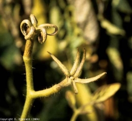 Ces fleurs stériles de tomate, dépourvues de pétales, contrastent beaucoup avec des fleurs normales. Les pétioles hypertrophiés leur confèrent un port érigé. Notons l'absence de pétales et des organes reproducteurs. <b><i>Candidatus</i> Phytoplasma solani</b> (stolbur)